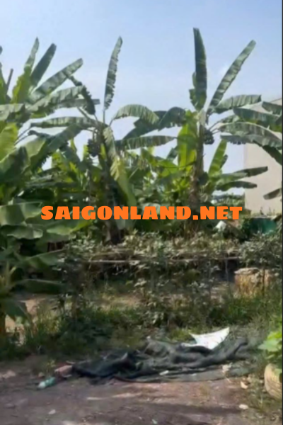 Bán Đất Đường Số 4 Lò Lu Trường Thạnh 325,6m² Ngang 16m Sổ Riêng Giá Tốt