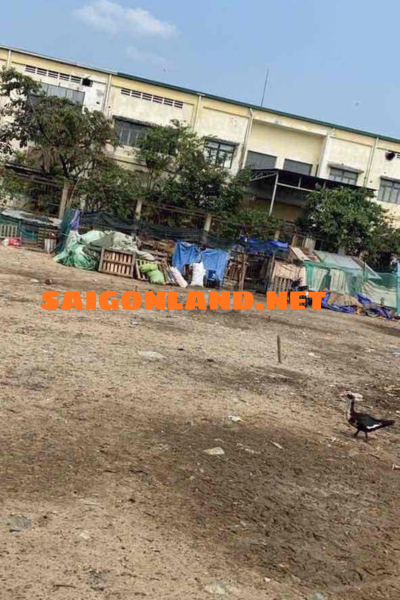 Bán đất vườn 900m² đường Ngô Chí Quốc, Phường Tam Bình TP. Hồ Chí Minh mới – Gần Chợ đầu mối Thủ Đức giá 5.3 tỷ